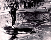 Orcas/killer whales; Richard (Ric) O'Barry