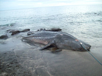 Indonesia: Dolphin Hunting and Captivity