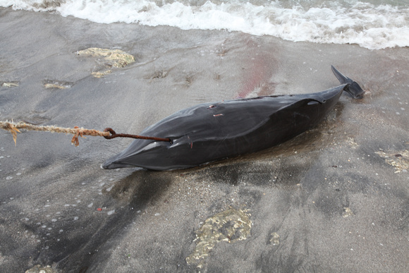 Indonesia: Dolphin Hunting and Captivity