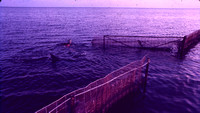Dolphin Rehabilitation and Re-release Facilities