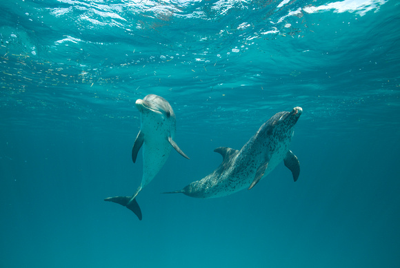 Wild Dolphins