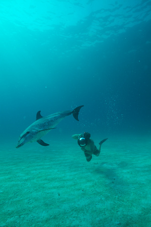 Wild Dolphins