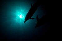 Wild Dolphins