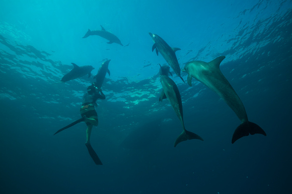 Wild Dolphins