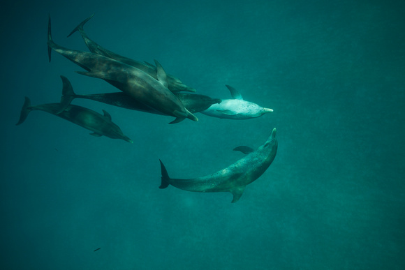 Wild Dolphins