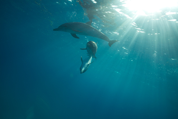 Wild Dolphins