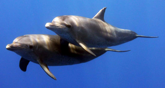 Wild Dolphins