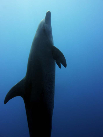 Wild Dolphins