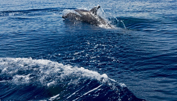 Wild Dolphins