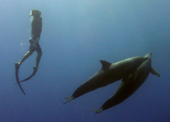 Wild Dolphins