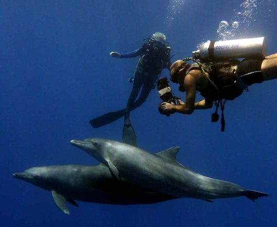 Wild Dolphins