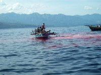 Dolphin Hunting: Lamalera, Indonesia