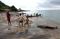 Dolphin Hunting: Lamalera Indonesia