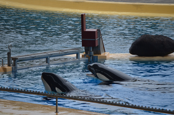 Captive orcas, Loro Parque, Spain