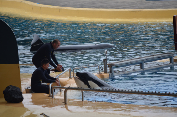Captive orcas, Loro Parque, Spain