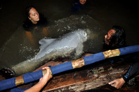 North Sumatra Dolphin Rescue