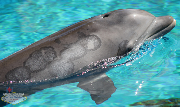 Free Mohave Dolphins: The Mirage, Las Vegas