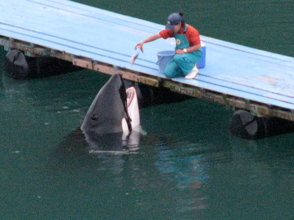 Orca at the Taiji Whale Museum, Taiji, Japan