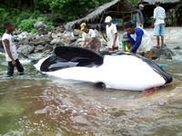 Orcas hunted in Lamalera, Indonesia.