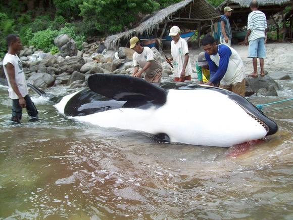 Orcas hunted in Lamalera, Indonesia.